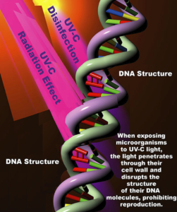 DNA-or-UV-illustrations-251x300